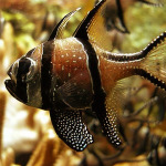 Cardinalfishes (Apogonidae)