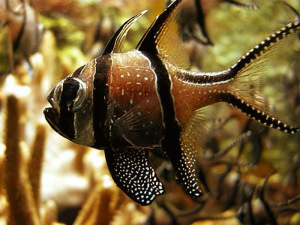 Cardinalfishes (Apogonidae)
