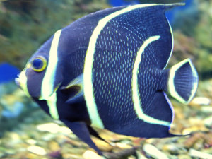 A healthy gray angelfish, Pomacanthus arcuatus, is pictured here