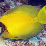 acanthurus pyrofreus