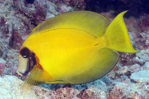 acanthurus pyrofreus