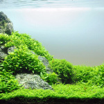 basic aquascape