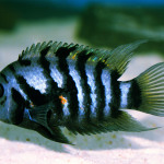 convicts cichlids