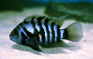 convicts cichlids