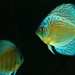 Some aquarists limit their fishkeeping to certain kinds of fish like discus fish