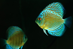 Some aquarists limit their fishkeeping to certain kinds of fish like discus fish