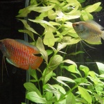 dwarf gourami