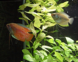dwarf gourami