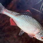 Luxilus cornutus