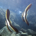 marine fish that are cought with the aid of cyanide or improperly packed for shipment are unlikely to survive more than weeks or a few months after purchase. A teira batfish (Platax teira) is seen here