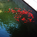 koi pond