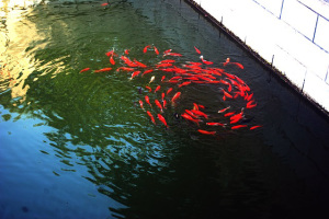 koi pond