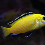 Do you need to add salt to an aquarium housing this male Labidochromis caeruleus? It depends on your tap water.