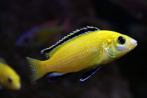 Do you need to add salt to an aquarium housing this male Labidochromis caeruleus? It depends on your tap water.